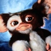 gizmoooo