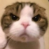 saiko0-